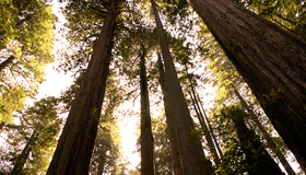redwood trees california