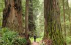 redwoods